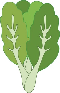 acclaim clipart: drawing of a the vegetable kale