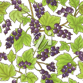 Black currant vector pattern on white background